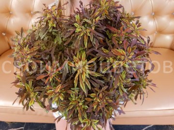 Колеус Sea Urchin Copper